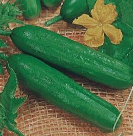 PEPINO AODAI 100GR V. ESCURO