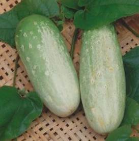 PEPINO CAIPIRA ESMERALDA 100GR