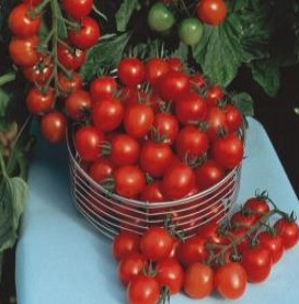 TOMATE CEREJA CASCADE H. F1 1.000 SEM.